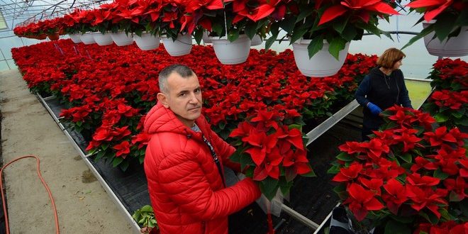 Bjelovar: Na OPG-u Ravenščak počelo pakiranje božićnih zvijezda