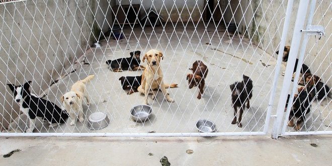 VIDEO Koprivnička inicijativa za novi azil za pse skupila više od 2500 potpisa
