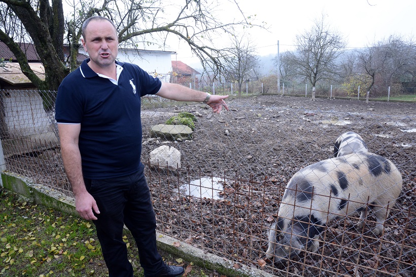 Srednje Mokrice: Banijska šara postala je treća priznata zaštićena pasmina svinja u Hrvatskoj