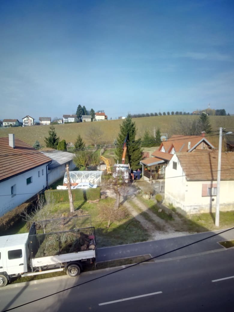 Rušenje bora u Potočkoj ulici