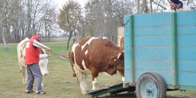 Gola – stočarsko-mljekarski fenomen // Na 76 km2 187 mljekara proizvodi 7300 tona mlijeka i treći su u Koprivničko-križevačkoj županiji