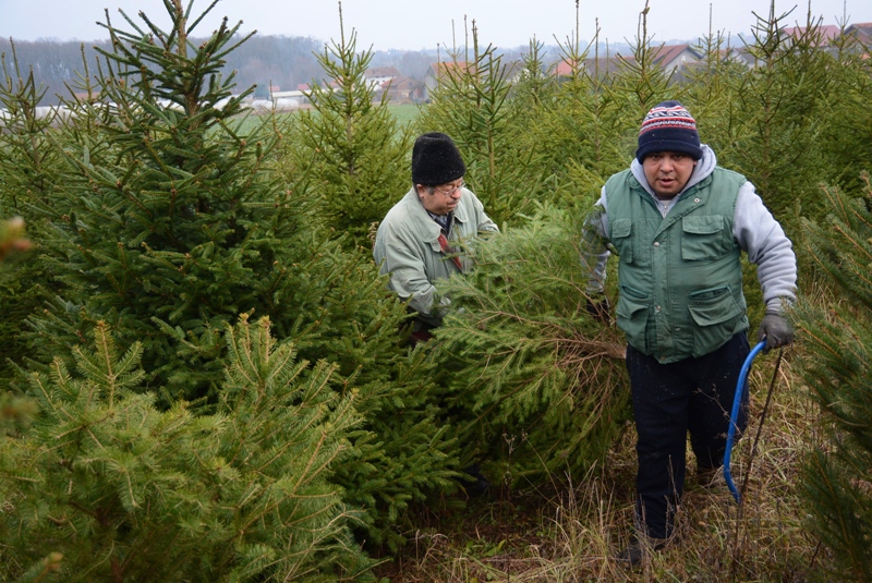 Prvi hrvatski doktor za drveće Fran Poštenjak savjetuje: Kvalitetnim odabirom božićnog drvca imat ćemo dulje ugođaj blagdana u našem domu