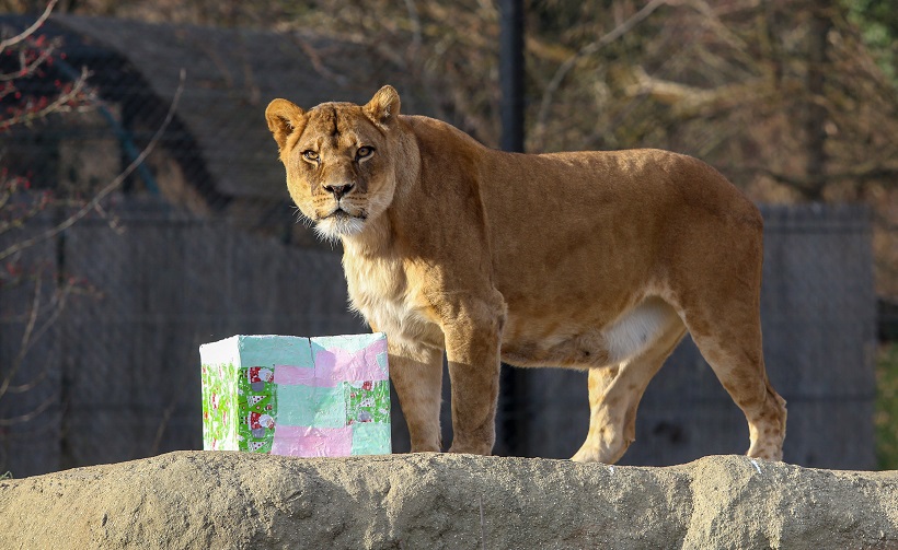 I životinje u Zoološkom vrtu dobile darove