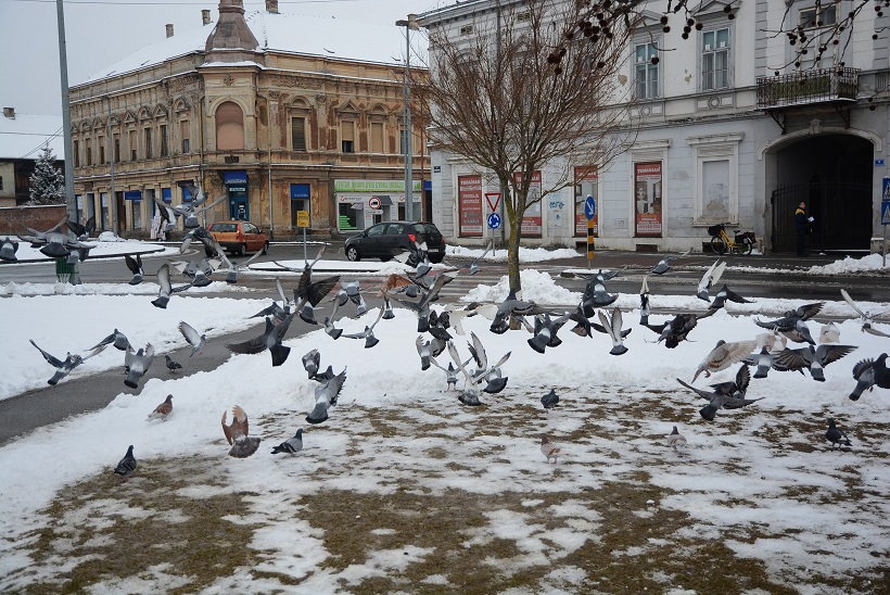 Bjelovar: Snijeg zabijelio gradske ulice