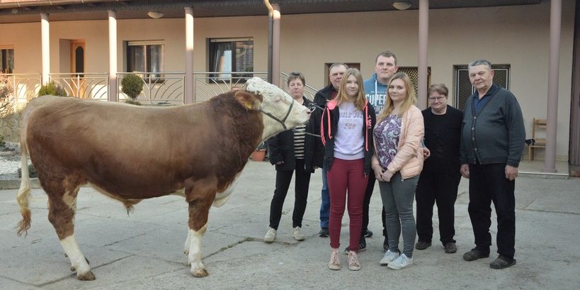 [FOTO/VIDEO] VELIKI DAN ZA OBITELJ PANIĆ Uzgojili vrhunskog bika i prodali ga u varaždinski Centar za umjetno osjemenjivanje