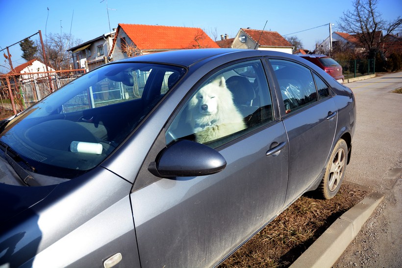 Pas sjeo na vozačevo mjesto u automobilu i zbunio prolaznike