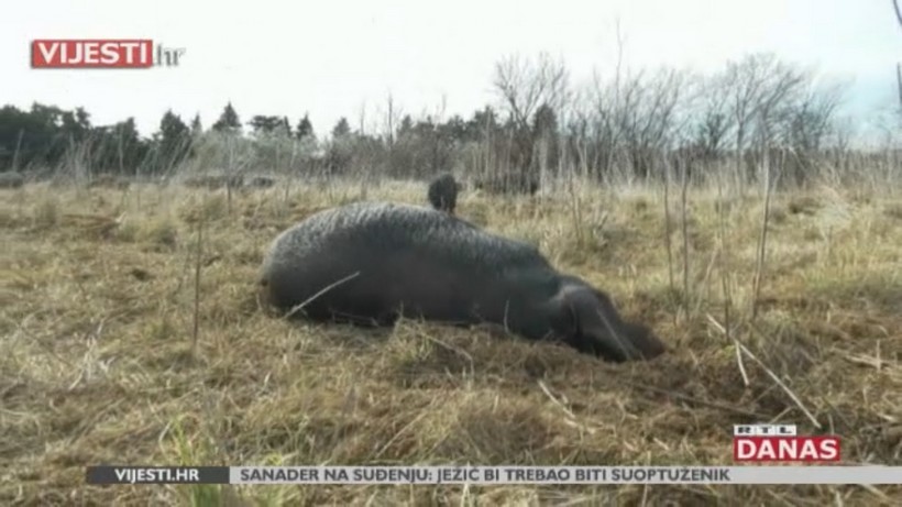 Svinje