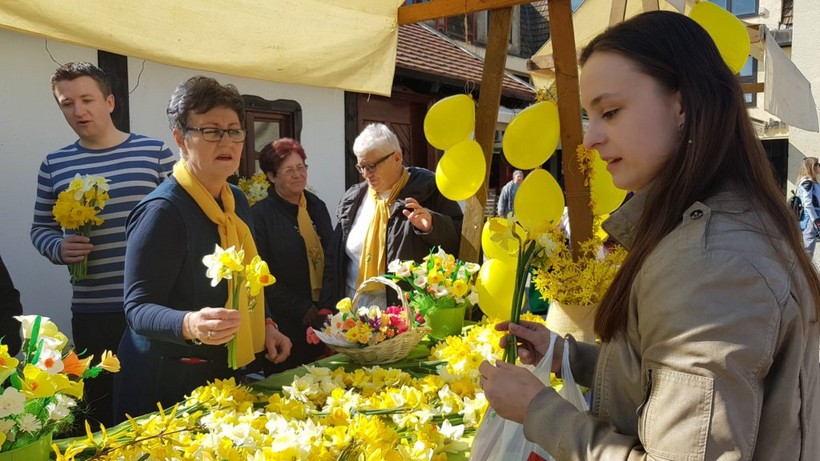 Dan narcisa đurđevac (11)