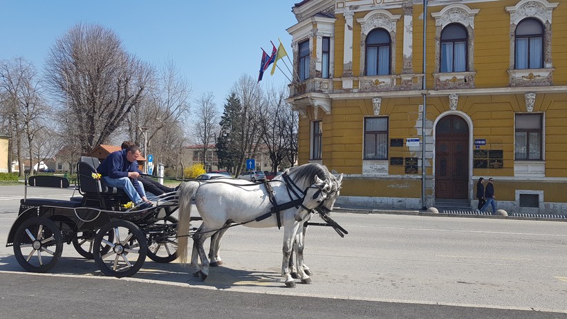 Dan narcisa đurđevac (3)