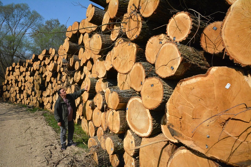 Trapari: Sječa stogodišnje šume pokraj mjesta Trapari