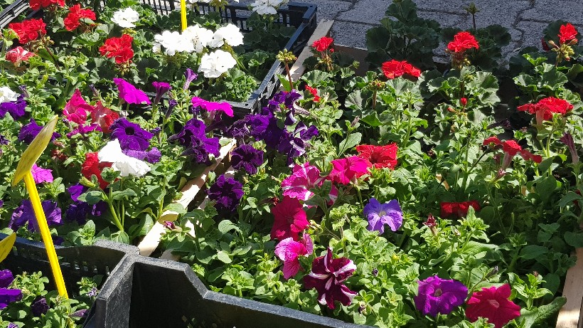 Đurđevac Nedjelja Đurđevo (8)