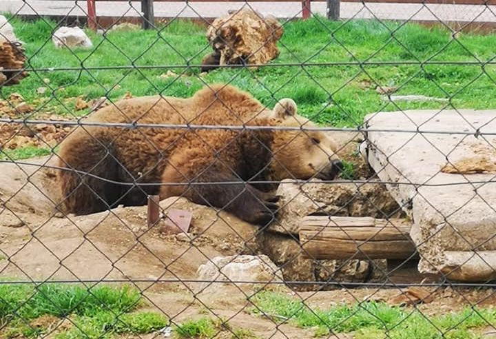 Ministarstvo tvrdi: ‘U slučaju Macolinih medvjeda postupano u najboljem interesu životinja’