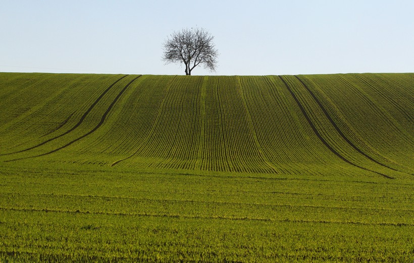 stablo, pšenica, priroda
