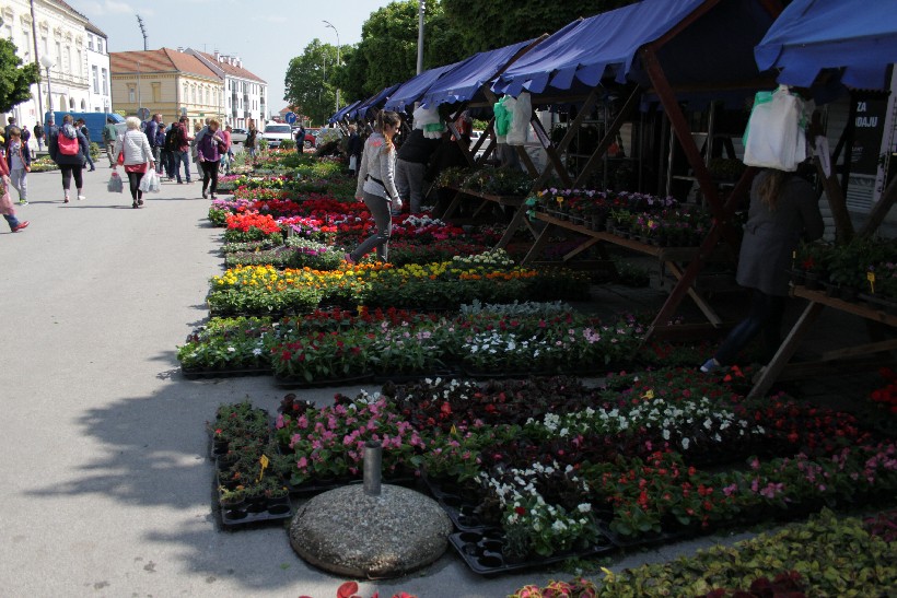 Sajam Cvijeća I Puhački Orkestar, Koprivnica (25)