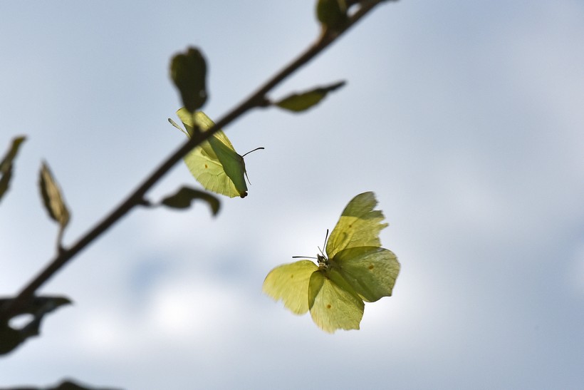 15.04.2019., Rovinj - Dva leptira u letu.Photo: Dusko Marusic /PIXSELL
