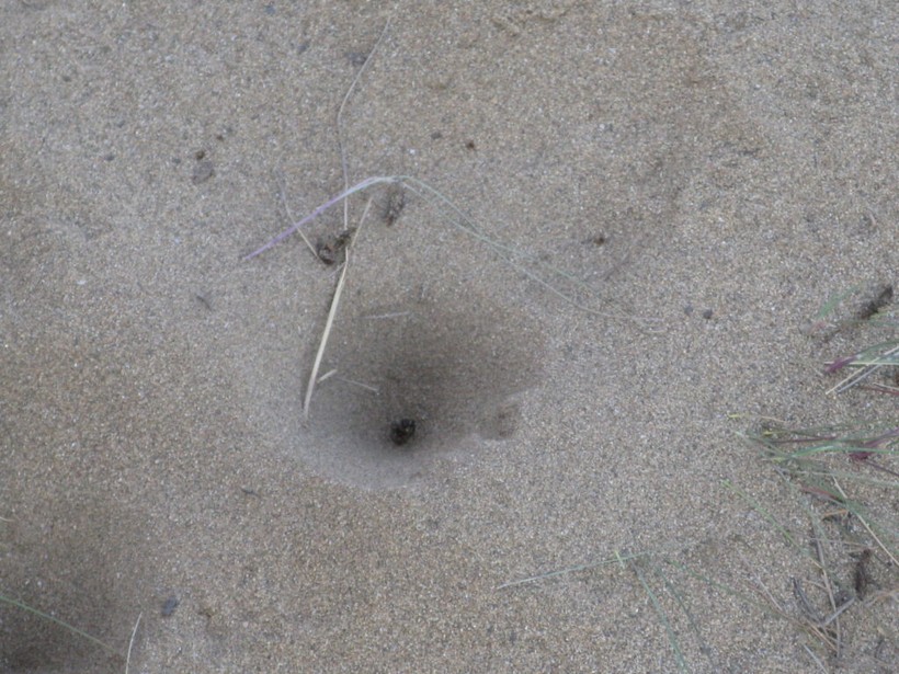 đurđevački pijesci (5)