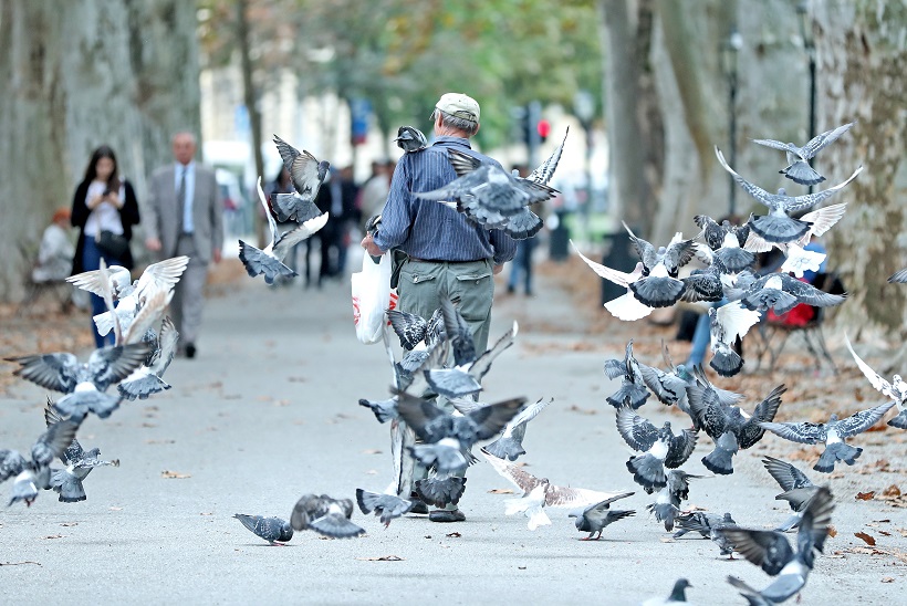 Zagreb: Muškarac koji hrane golubove oduševio prolaznike na Zrinjevcu