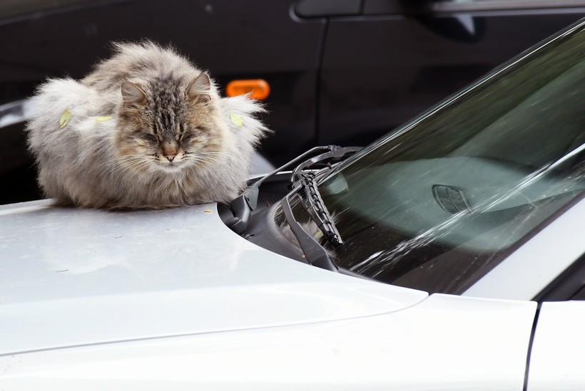 Mačak pronašao ‘topli kutak’ na poklopcu motora parkiranog automobila