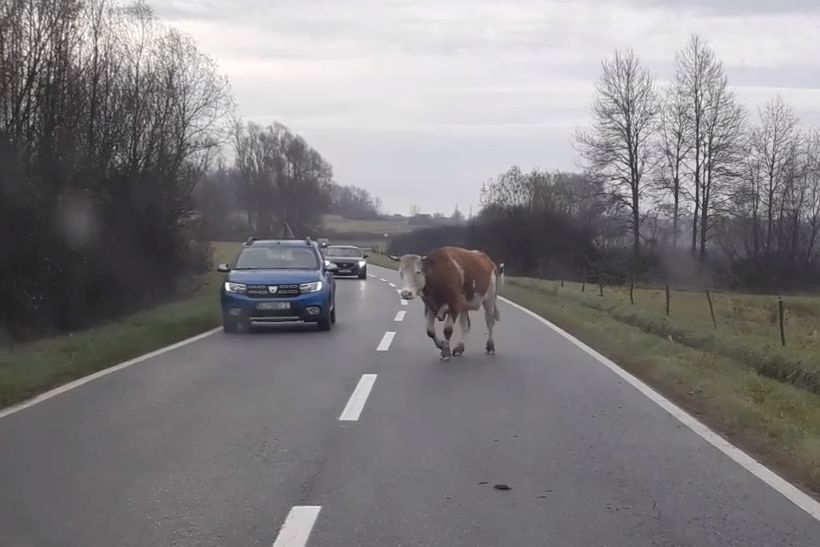 Zalutala krava ometa promet na otvorenoj prometnici