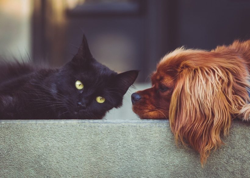 ISTRAŽIVANJE Ljudi mogu prenijeti koronavirus mačkama i psima