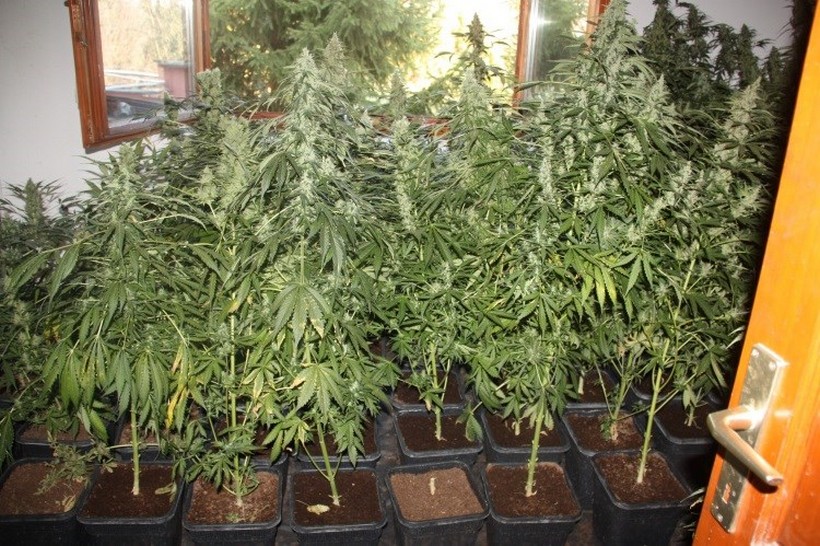 Stiže Lex cannabis: ‘U Kanadi i SAD-u godišnja zarada od legalizirane konoplje iznosi oko 43,7 milijardi dolara’