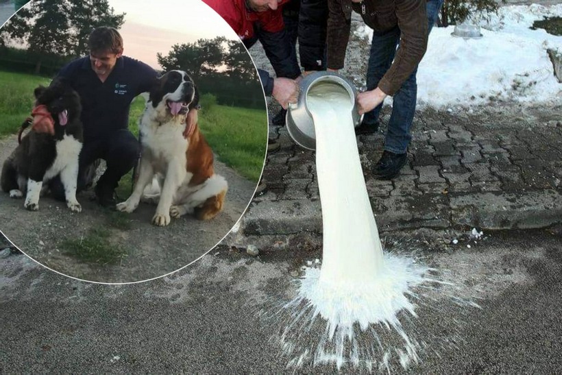 Ogorčeni mljekar Mario Beclin: ‘Svaki drugi dan prolijevam 50 litara mlijeka jer nekome smeta moj pas’
