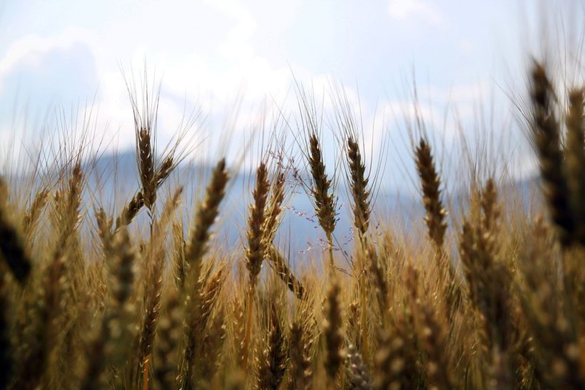 UN: Iznose se ideje o plasiranju ukrajinskog i ruskog žita na svjetsko tržište