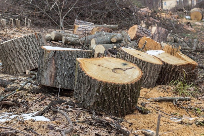 Šumariji ukradeno 30 stabala hrasta; policija traga za počiniteljem