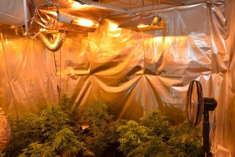 Pronašli dva ‘kućna’ laboratorija za uzgoj marihuane