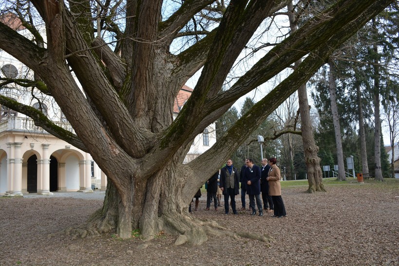 Zaljubljeni Ginko (6)