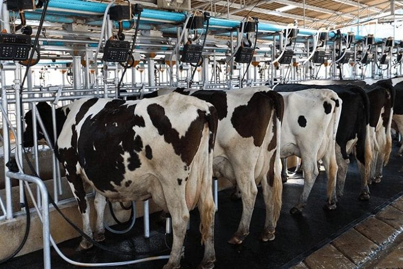 Farmeri protiv stresa nude ‘druženje’ s kravama