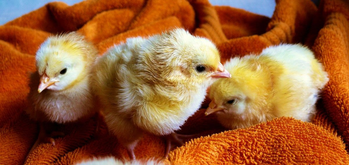 Prijatelji životinja poručuju: Moguće je imati Uskrs bez jaja i mesa, kupovanja kunića i pilića, drvenih umjesto kokošjih jaja