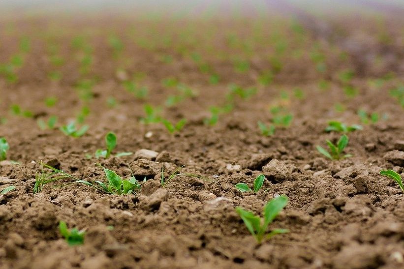 Jesenska sjetva očekuje se na 240 tisuća hektara, rastu sjetvene površine