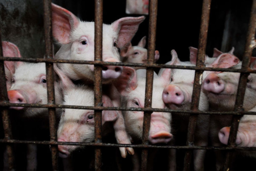 Srbija zaustavila širenje afričke svinjska kuge