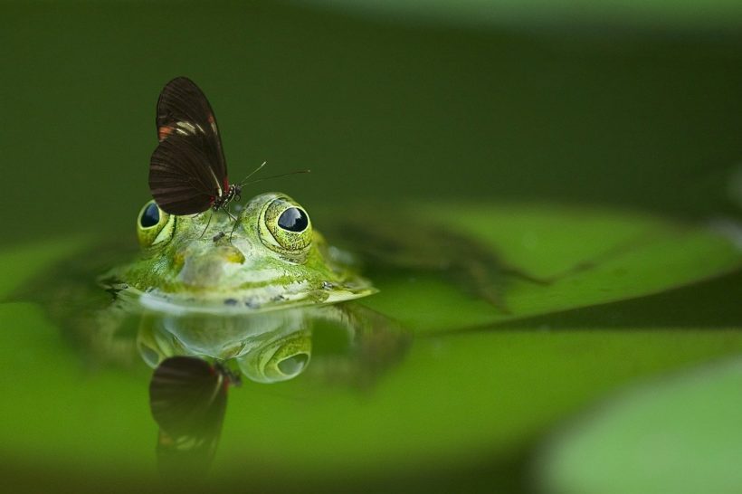 žaba priroda leptir