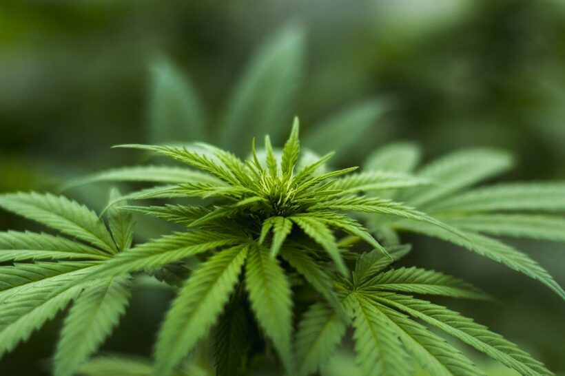 Osumnjičen za uzgoj 18 kilograma marihuane