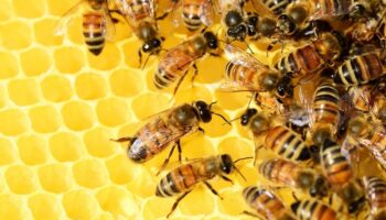 Potražnja za medom nikad veća, a pčelari ostali i bez osobnih zaliha