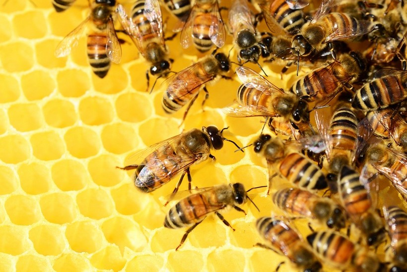 Pčelari u potpunosti iskoristili i ovogodišnju omotnicu – isplaćeno 14,8 milijuna kuna