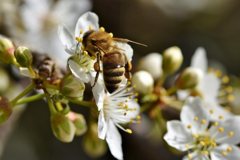 pčele (2)