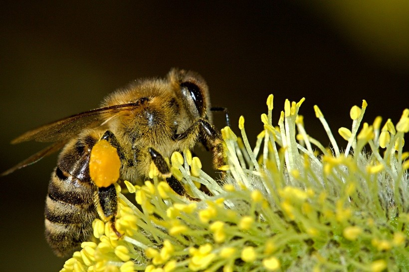 Program potpore pčelarima vrijedan tri milijuna kuna – pravilnik u e-savjetovanju