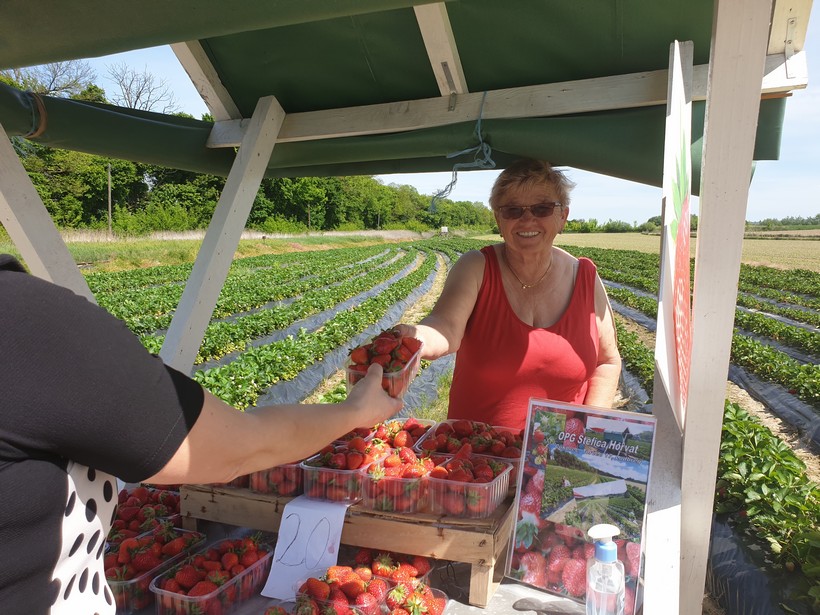 [FOTO] Štefica tri desetljeća prodaje domaće jagode: “Zbog koronavirusa ljudi se okreću domaćim proizvodima”