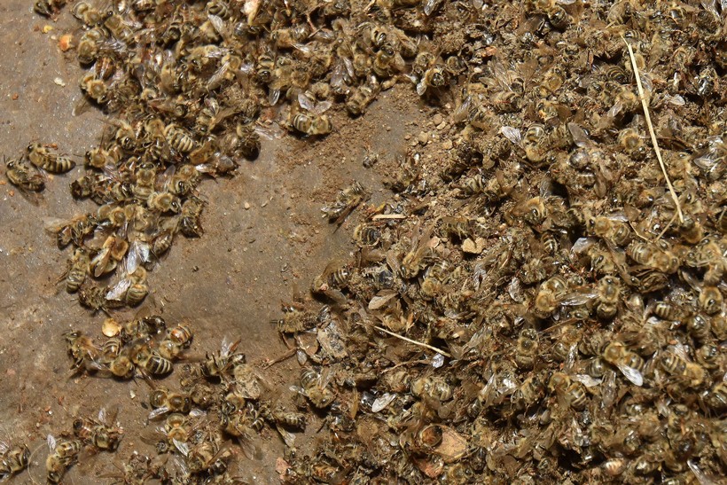 Pomor pčela u Međimurju, stradalo pedesetak milijuna pčela