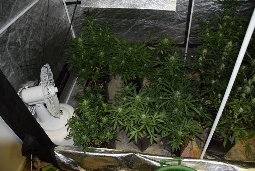 🎦 Pronađena četiri laboratorija s 120 stabljika konoplje marihuane