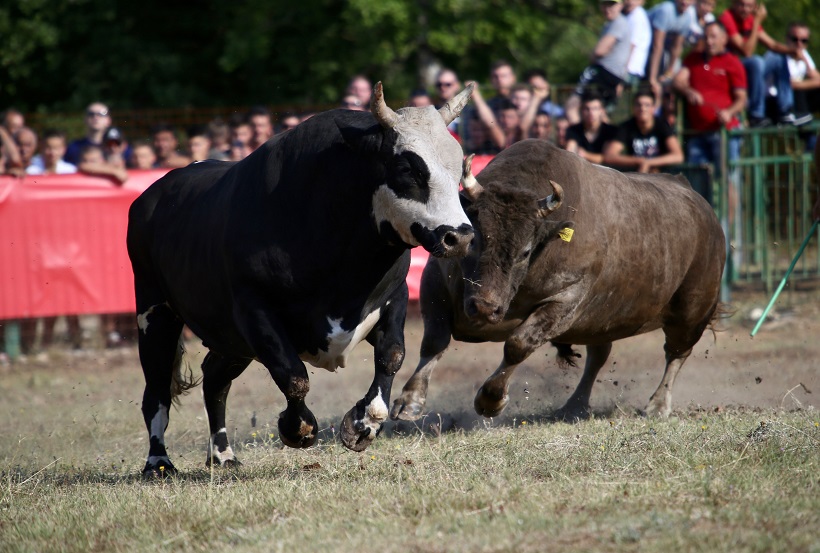 Tradicionalna 28. Seoska Olimpijada I Borba Bikova U Radošiću