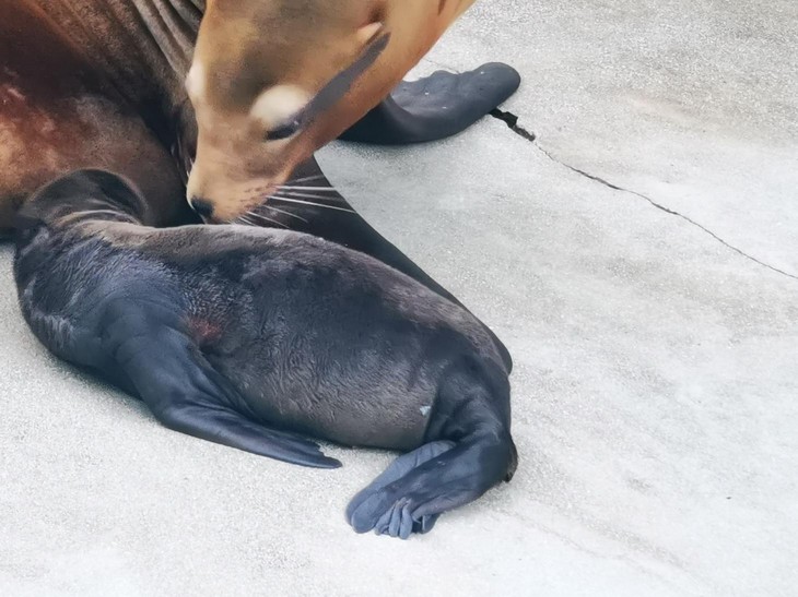 VELIKI GUBITAK U zagrebačkom zoološkom uginula morska lavica, potom i njeno mladunče