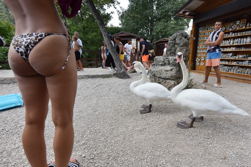 Dva labuda koji slobodno šeću Nacionalnim parkom Krka prava atrakcija za turiste
