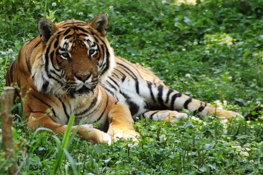 tigrovi tigar- 14