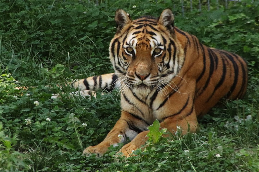 Tigrovi Tigar 16