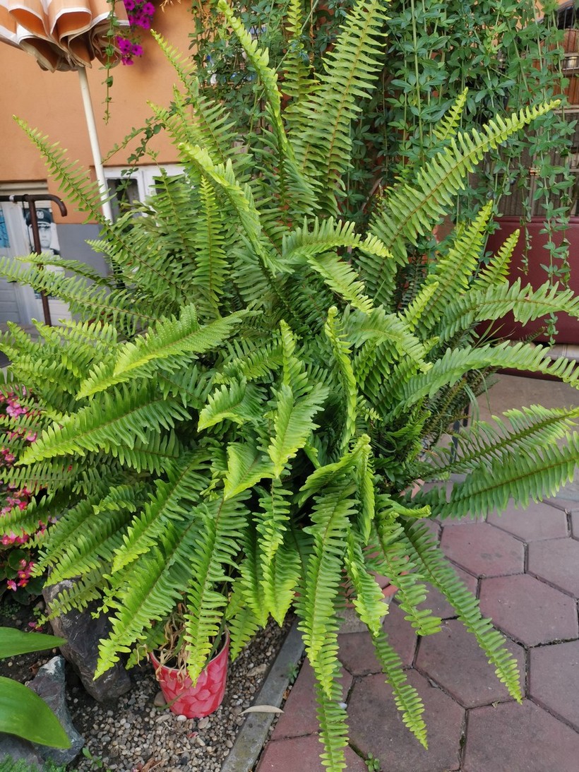 Dodijeljena priznanja u akciji „Čiji je vrt najljepši“ (46)