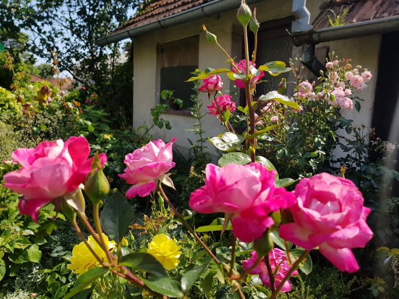 Dodijeljena priznanja u akciji „Čiji je vrt najljepši“ (48)